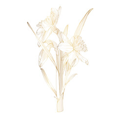 Golden sketch daffodils bouquet big set. Hand painted flowers isolated on white background for design, print or fabric.