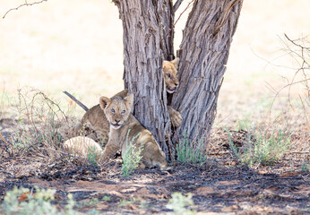 Two very young lion cubs playing around a camelthorn tree. They are both looking in the same direction as though they just noticed their mom or another sibling, cub.