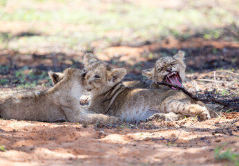 Three young and playful lion cubs lying on the ground. Two are lovingly looking at each other and another one gives a big yawn.