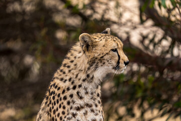 Cheetah at Monarto Safari Park, South Australia