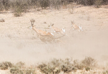 A cheetah in full speed chasing three springbok, one which would be it's next prey. Lots of dust in the action.