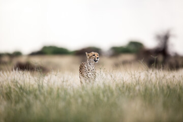 A cheetah looking sideways for it's next prey. It is standing in long savannah grass fields in the wilderness in Africa