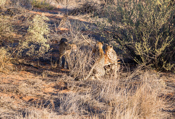 Three cheetahs on a springbok kill which they just caught in the wild.