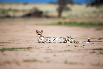 A cheetah lying on the plains in the wilderness in Africa. It is looking forward with his head up.