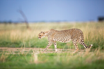A cheetah walking, stalking in the green and brown grass fields or savannah in Africa.
