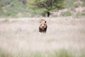 A large male lion with his black mane walking in the grass fields, savannah in Africa.