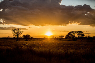 Sunset at the Kalahari with Camelthorn trees and the sun setting behind the horizon.