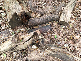 Old Dried trees on ground in the park or forest. Logs in the park.Real photo.