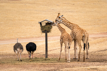 Giraffe feeding at Monarto Safari Park, South Australia