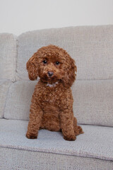 Perro lanudo marrón sentado en el sofá de la casa. Hogar. Perro en casa. Perro mirando a cámara. perro con ojos marrones