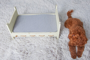 Perro lanudo marrón junto a cama de bebé sobre manta gris.  Atrezzo para fotógrafos. Sesión...