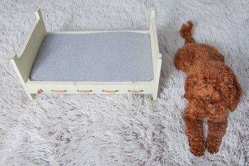 Perro lanudo marrón junto a cama de bebé sobre manta gris.  Atrezzo para fotógrafos. Sesión recien nacido newborn. Fondo fotográfico para montajes de sesiones de bebés