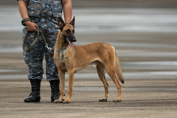 Smart police dog demonstrations to attack the enemy.K9 military dog unit.K-9 training service dogs for police.Soldier with his german shepherd dog.