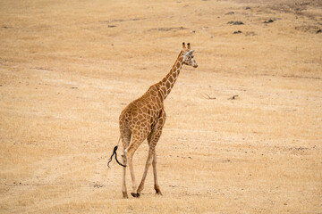 Giraffe at Monarto Safari Park, South Australia