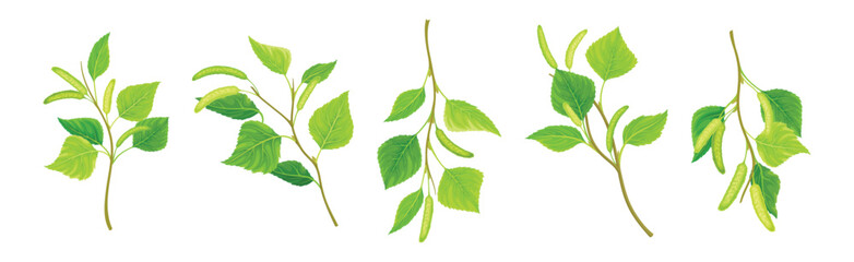 Green Birch Twigs with Catkins and Leaf on Stem Vector Set