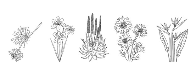 Set of hand drawn African native plants and flowers. Simple black and white vector illustration
