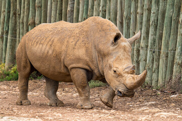 Fototapeta premium White rhino at Monarto Safari Park, South Australia