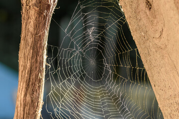 Piękna duza oświetlona słońcem pajęczyna utkana przez pająka pomiędzy drewnianymi deskami - obrazy, fototapety, plakaty