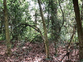 Forest in spring or autumn. path for jogging and sports, yoga, sports and healthy lifestyle, reboot, benefits of fresh air, caring for nature and environment