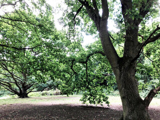 Obraz premium Forest in spring or autumn. path for jogging and sports, yoga, sports and healthy lifestyle, reboot, benefits of fresh air, caring for nature and environment
