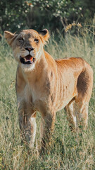 Female Lioness looking for her next meal in Kruger National Park seen on safari