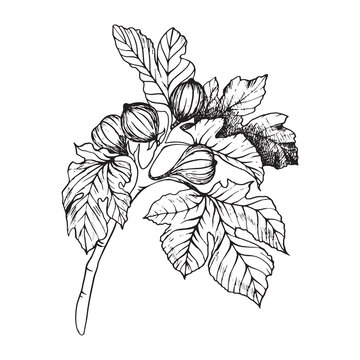 fig figa branch line graphic tree leaf leaves