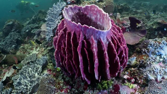 Big Red Barel Sponge in the komodo Archipelago in Indonesia