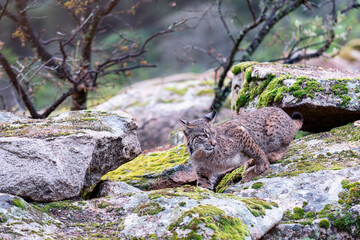 Iberian lynx in the Sierra de Andujar, Spain.