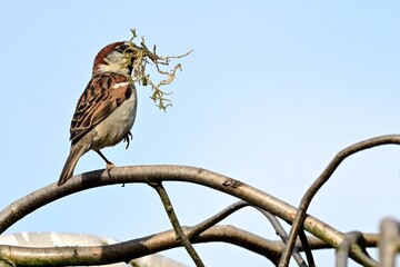 Haussperling (Passer domesticus), Männchen mit Nistmaterial