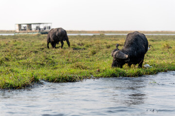 View of the buffalo at Chobe National Park in Botswana