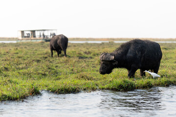 View of the buffalo at Chobe National Park in Botswana