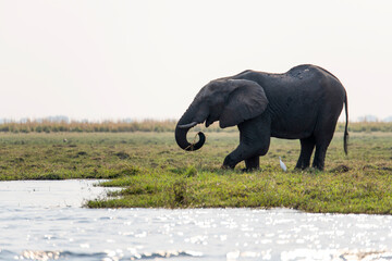 View of the elephant at Chobe National Park in Botswana