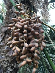 Dates damaged by dirt | Northern Sudan