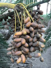 Dates damaged by dirt | Northern Sudan