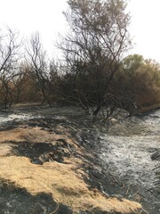 Forest fires in northern Sudan