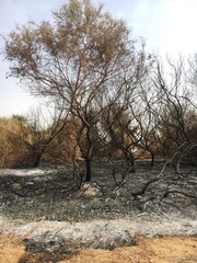 Forest fires in northern Sudan