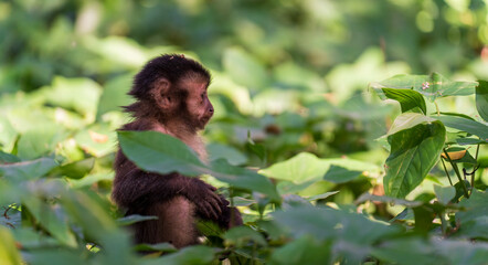 Curious Monkey Peeks from Dense Jungle Foliage, Awaiting Discovery