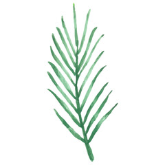 Green Palm Leaf