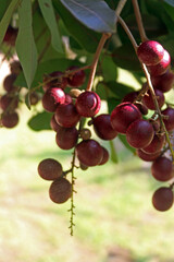 A bunch of fresh and ripe red longan or ruby longan on the tree.