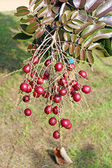 A bunch of fresh and ripe red longan or ruby longan on the tree.
