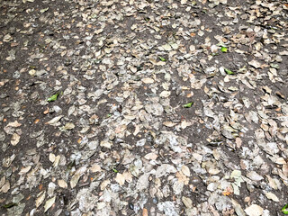 Ground strewn with leaves in the forest, sports and healthy lifestyle, reboot, benefits of fresh air, caring for nature and environment, rehabilitation