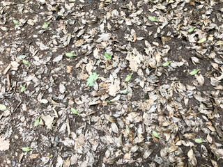Ground strewn with leaves in the forest, sports and healthy lifestyle, reboot, benefits of fresh air, caring for nature and environment, rehabilitation, can be used for background 
