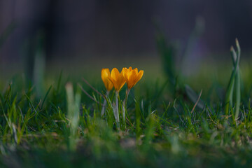 Spring background with blooming flowers. A field of flowering crocus plants, a group of bright colorful flowers. Crocus flower on a sunny spring day. Macro. Wallpaper.