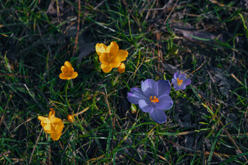 Spring background with blooming flowers. A field of flowering crocus plants, a group of bright...