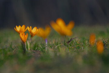 Spring background with blooming flowers. A field of flowering crocus plants, a group of bright colorful flowers. Crocus flower on a sunny spring day. Macro. Wallpaper.