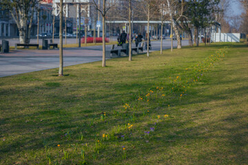 Spring background with blooming flowers. A field of flowering crocus plants, a group of bright colorful flowers. Crocus flower on a sunny spring day. Macro. Wallpaper.