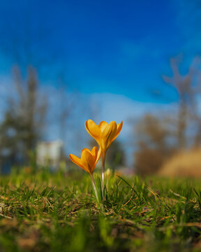 Spring background with blooming flowers. A field of flowering crocus plants, a group of bright colorful flowers. Crocus flower on a sunny spring day. Macro. Wallpaper.