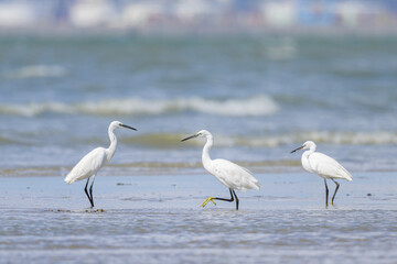 A Little Egret standing on the beach
