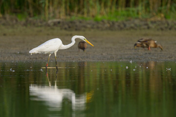 A Great Egret standing in a pond