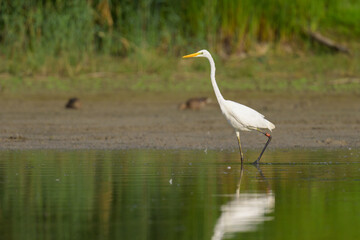 A Great Egret standing in a pond